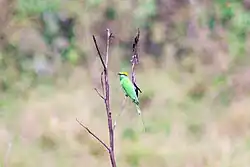 Guêpier d'Orien. Petit méropidés  il chasse à l'affût à partir d'un petit arbre ou d'un fil Souvent, il capture sa  proie près du sol et il revient à leur point de départ pour les consommer. En Inde, ils se posent parfois sur le dos du bétail.