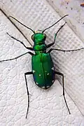 Cicindela sexguttata.