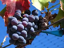 Grappe de grenache noir.