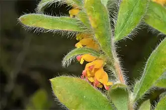 Description de l'image Grevillea centristigma.jpg.