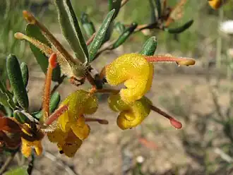 Description de l'image Grevillea chrysophaea.jpg.