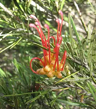 Description de l'image Grevillea concinna.jpg.