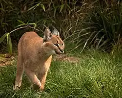 Caracal.