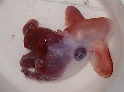 Grimpoteuthis discoveryi.