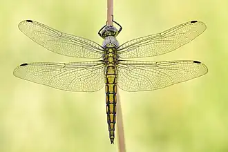 Un long et fin fuselage jaune souligné de noir ; des ailes en dentelle transparente ; insecte se tenant verticalement par deux pattes à une tige.