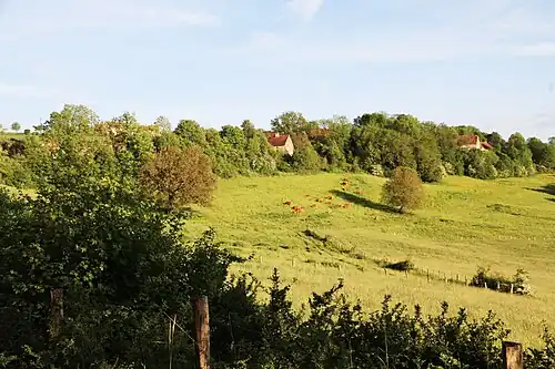 Brunes des Alpes au pâturage devant Gronet.