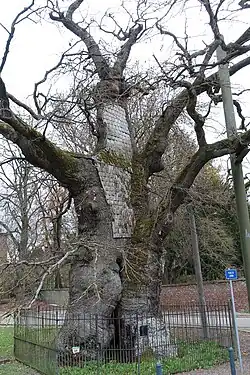 Gros Chêne de Liernu.