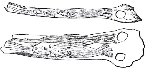 Bâtons de commandement ornés, Grotte de Montgaudier.