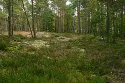 Forêt de pin parsemés avec des sous-bois alternant lichens et bruyère.