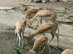 gazelle à goitre (femelles et jeunes)