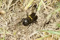 Insecte sombre dont l'avant du corps sort de terre