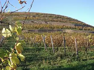 Image illustrative de l’article Saering