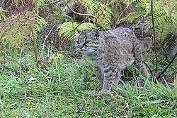 Un Guigna dans un paysage de fougères