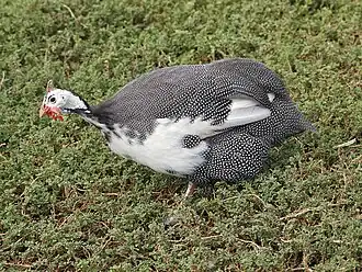 Description de l'image Guinea fowl.jpg.
