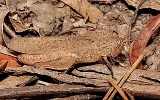 Un criquet du genre Goniaea, se confondant avec les feuilles mortes