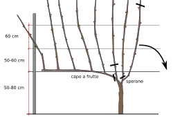 Guyot simple avant la taille