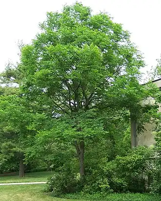 Description de l'image Gymnocladus dioicus.JPG.