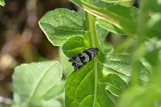 Description de cette image, également commentée ci-après