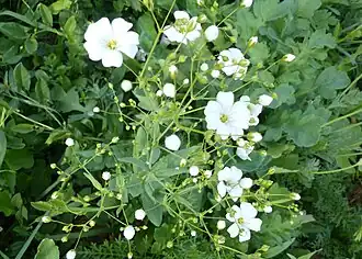Description de l'image Gypsophila elegans 2017.jpg.