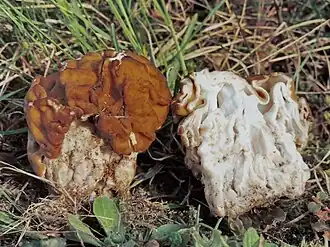 Le Gyromitre géant (Maublancomyces gigas)