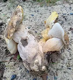 Le Bolet des sables (Gyroporus ammophilus)