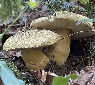 Le Bolet indigotier (Gyroporus cyanescens)