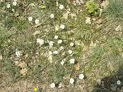 Helianthemum sp.(puy Besnard).
