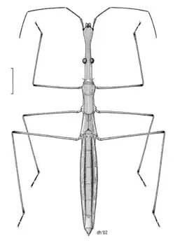 Hydrometra strigosa, espèce australienne, dessin de Des Helmore.