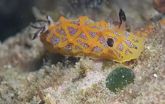 Halgerda indotessellata.