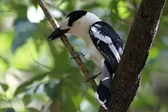 Description de cette image, également commentée ci-après