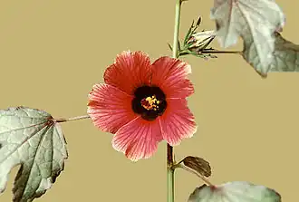 Hibiscus acetosella.