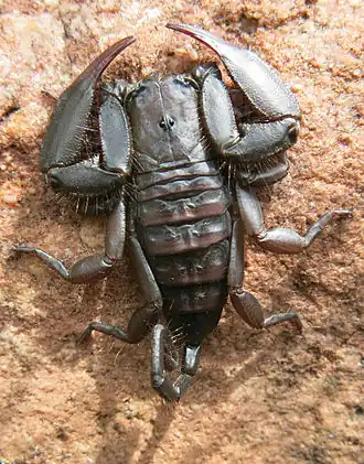 Description de l'image Hadogenes soutpansbergensis.jpg.