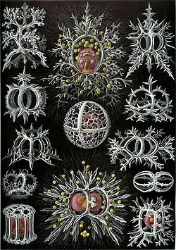 Planche des « Stephoidea »
