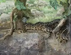 Daboia palaestinae au zoo de Haifa