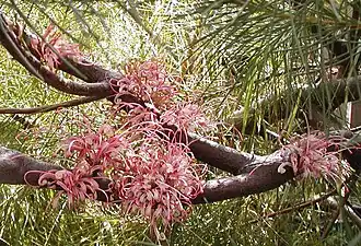 Hakea bakeriana.
