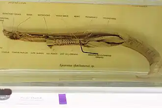 Anatomie interne (espèce non identifiée du genre Eptatretus).