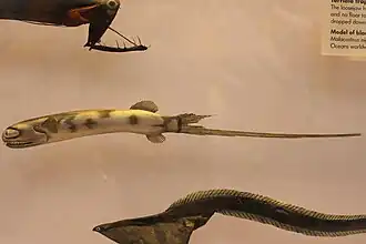 Gigantura chuni (reproduction d'après l'exemplaire ci-dessus)