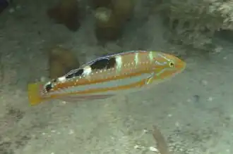 Halichoeres radiatus