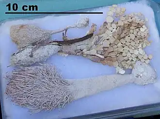 Description de cette image, également commentée ci-après