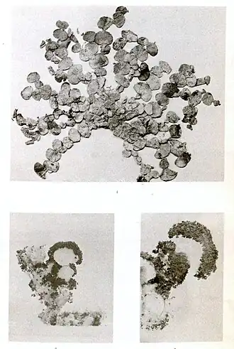 Description de l'image Halimeda scabra in Howe 1905, plate 11.jpg.