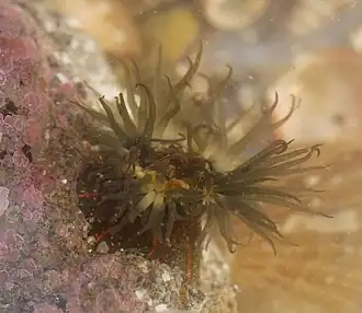 Haliplanella lineata, une Haliplanellidae.