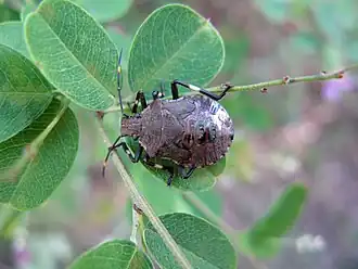 Description de cette image, également commentée ci-après