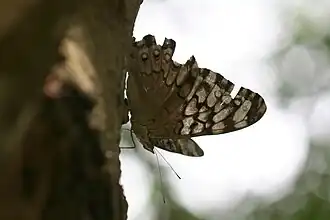Description de cette image, également commentée ci-après