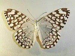 Hamadryas epinome