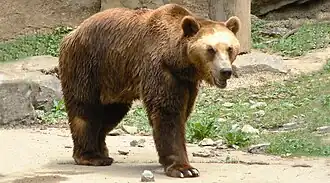 Un ours brun mâle du Domaine des Grottes de Han en Belgique.