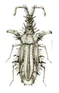 Carcinocorini: Carcinocoris binghami, dessin de M. Freih. v. Schlereth (Handlisch, 1897).