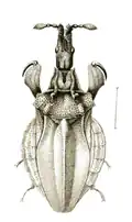 Macrocephalini: Lophoscutus affinis, dessin de M. Freih. v. Schlereth (Handlisch, 1897).
