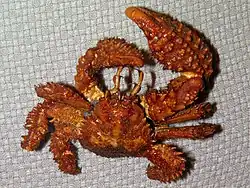 Hapalogaster dentata, un Hapalogastridae.