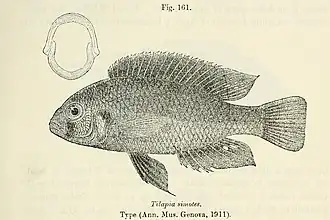 Description de l'image Haplochromis simotes.jpg.