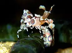 La crevette Arlequin est un prédateur occasionnel de l'acanthaster.